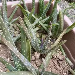 健康的なアロエベラ苗(白い斑点）中型苗１本