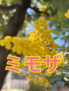 yuyu様 リクエスト 2点 まとめ商品