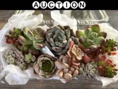 s*i様 ⚠️オークション⚠️ 現品 エケベリア 寄せ植え 多肉弁当 多肉植物