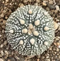 2025年最新】兜丸の人気アイテム - メルカリ