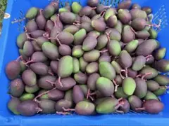 中 15Kg沖縄県産摘果マンゴー30g～日々肥大 (お漬物用) - メルカリ