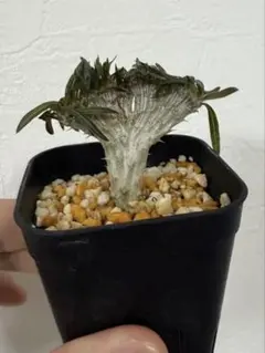 2026年最新】綴化 パキポディウムの人気アイテム - メルカリ