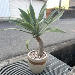 幹曲がり アガベ アテナータ 8号鉢 陶器鉢 観葉植物のサムネイル