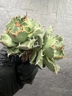 2026年最新】アガベ 魔丸の人気アイテム - メルカリ