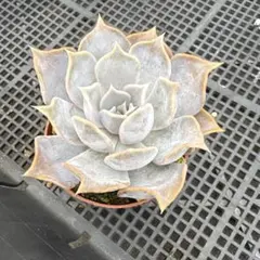 Mariri様 リクエスト 3点 まとめ商品