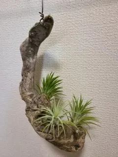 大きなキセログラフィカ キウイのツル ナチュラルフェイクスワッグ