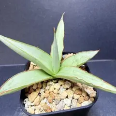 多肉植物 ガステリア×アロエ 十兵衛×カスティロニアエ(国内繁殖苗