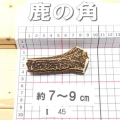 鹿の角 N21 2本セット 100g 兵庫県産 鹿角 鹿のツノ しかつの - メルカリ