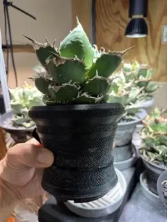 アガベ オテロイ実生株 植木鉢セット 黒波4号鉢 - メルカリ