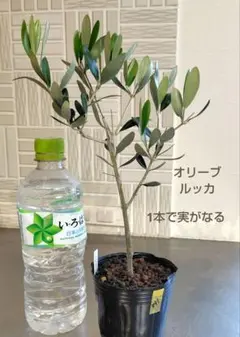 Ken様 リクエスト 2点 まとめ商品