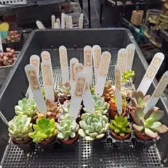 エケベリア・寄せ植えセット苗被りあり17苗
