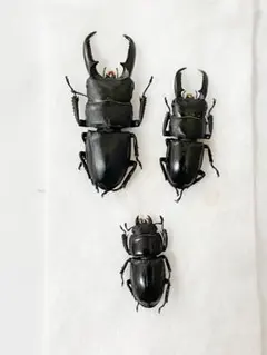 特大ダイオウヒラタクワガタペア標本 - メルカリ