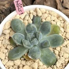 ❣️レア♡こぶエケ♡アルビドロップ❣️現品 エケベリア 寄せ植え 多肉弁当 多肉植物のサムネイル