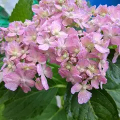 ☆塩原花園☆新品種☆ザクロ　超レア☆4.5号鉢☆4月末〜発送☆ ☆塩原花園☆新品種☆ザクロ 超レア☆4.5号鉢☆5月初〜発送☆ - メルカリ