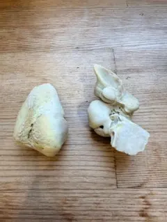 2026年最新】クジラの耳骨の人気アイテム - メルカリ