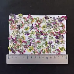 押し花　素材　アリッサム(80枚)　９４２