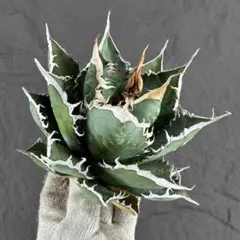 2026年最新】アガベ海王の人気アイテム - メルカリ