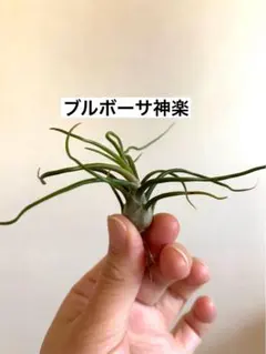 ティランジア・ブルボーサ アルバ（滝沢会長株） チランジア エアー