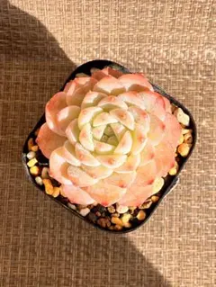 多肉植物 エケベリア❣️ピンククリスタル 抜き苗❣️No112