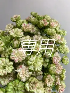 ❀ご購入前にコメントお願い致します❀ バラ 苗 切り花品種 スーパー