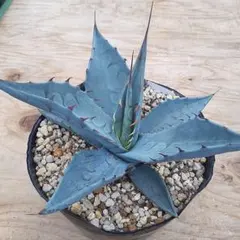 wolf7 プロフ必読様 リクエスト 3点 まとめ商品