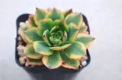m*o様 緑魔 アエオニウム 多肉植物 抜き苗 9cmポット - メルカリ