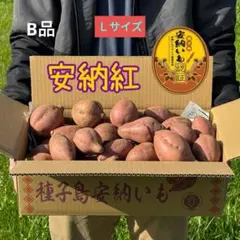 種子島安納いも Ｂ品 Lサイズ 5㎏のサムネイル