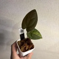 2026年最新】anthurium kosの人気アイテム - メルカリ