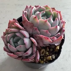 速達　るぅある様 リクエスト 2点 まとめ商品