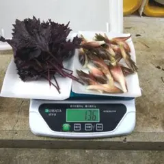 小粒みょうが、赤紫蘇のサムネイル