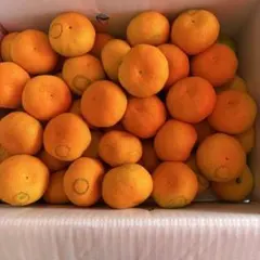 JA高知県産 温室山北みかん ⭕️秀品 Mサイズ 5kg光センサー選果物