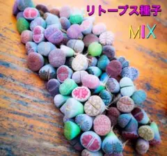 かよ様 リクエスト 2点 まとめ商品