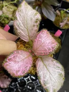エピスシア クプレアタ ピンクヘブン M＆L 子株 Episcia - メルカリ