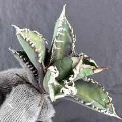 2026年最新】ゴジラ 台湾の人気アイテム - メルカリ