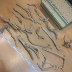 Item thumbnail for item 49602685-7267-43fc-9b0e-0ee5b238544c