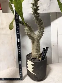 2026年最新】マカイエンセの人気アイテム - メルカリ