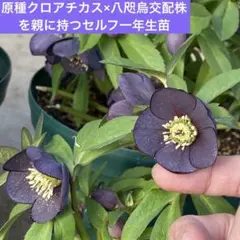 2025年最新】八咫烏 クリスマスローズの人気アイテム - メルカリ