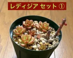 あきぼん様 リクエスト 4点 まとめ商品