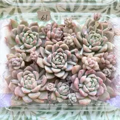 61 多肉植物　多肉弁当　詰め合わせ　寄せ植え　セット　カット苗　ピンクブライト