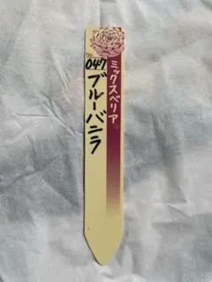 多肉植物　ミックスベリア 札のみ　ブルーバニラ