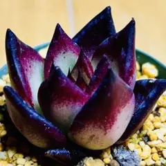 hiro様 リクエスト 3点 まとめ商品