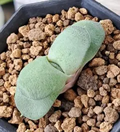 TIKMSO4様 リクエスト 2点とも鉢ごと まとめ商品