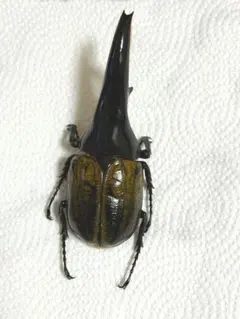 2026年最新】ヘラクレス 標本の人気アイテム - メルカリ