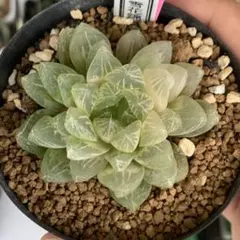 瞬*ま様 多肉植物 ハオルチア オブツーサ錦 雪花