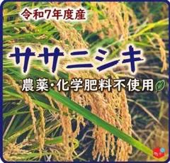 ササニシキ 玄米24kg 令和7年産 農薬不使用化学肥料不使用 - メルカリ