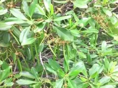 マングローブ オヒルギ 発根あり 苗 観葉植物 海干潟 水槽