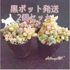 ❷ポットごと発送 2こセット 姫秋麗 くすみカラーダシフィルム❤多肉植物セダム