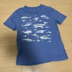 Item thumbnail for item ae6b0405-06ae-4ccb-bc65-b401e4422b04