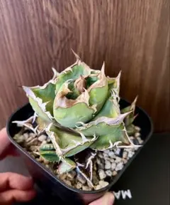 アガベ チタノタ 皇冠 2 Agave 悪魔 ブツブツ - メルカリ