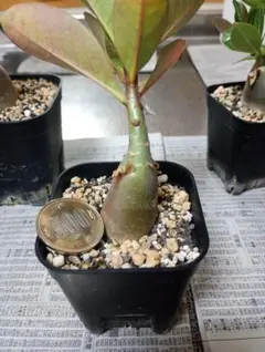 しゃけ様 リクエスト 2点 まとめ商品